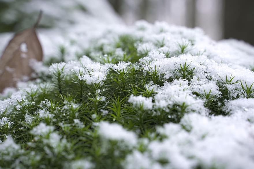 mos, sneeuw, winter, Bos, detailopname, blad, seizoen, achtergronden, fabriek, boom, groene kleur