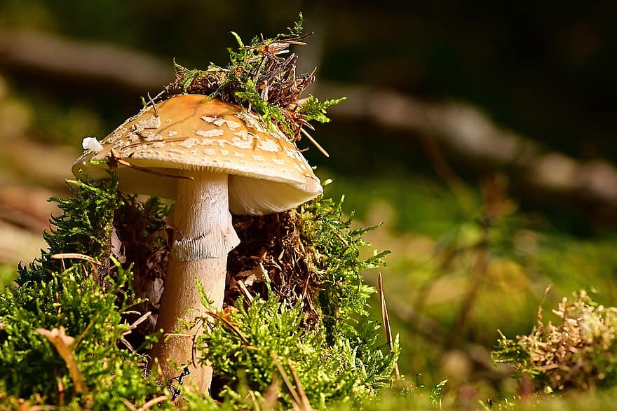 гриб, perlpilz, ліс, мох, природи, лісовий гриб, лісова підлога, дисковий грибок