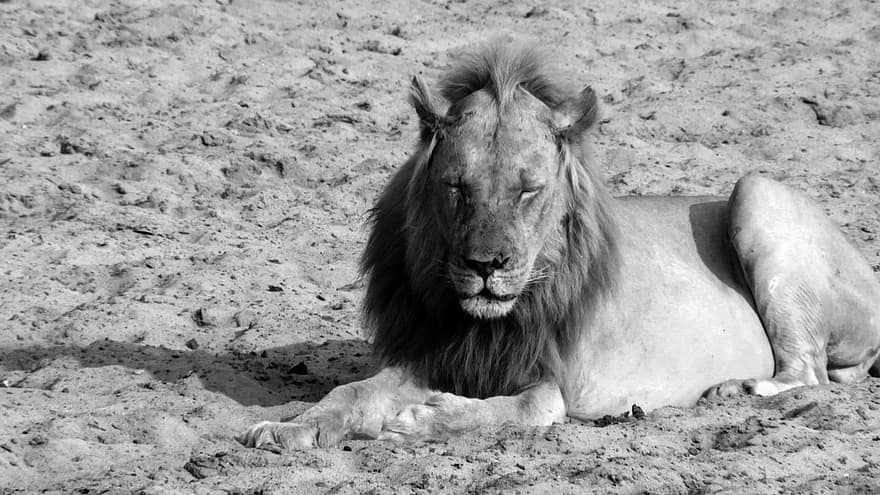 løve, konge, sovende, hvilende, stor kat, feline, Zambia, dyreliv, rovdyr, dyr, safari
