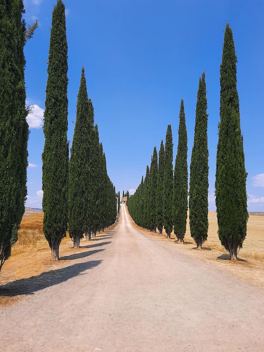 poggio covili, cây bách, đường, tuscany, Nước Ý, cây, con đường, đại lộ cây bách, Thiên nhiên, phong cảnh, đại lộ