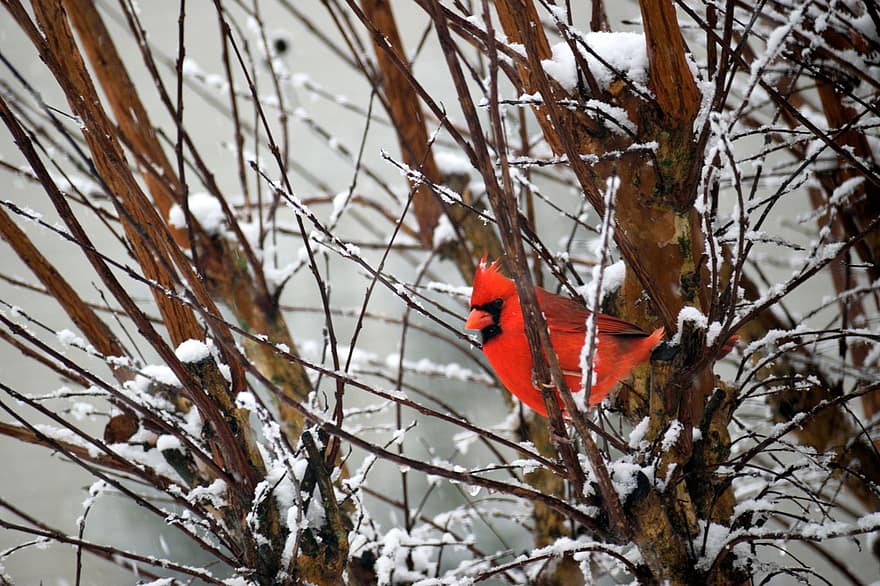 fugl, rød kardinal, dyreliv, vinter, sæson, fjer, ornitologi, arter, fauna, aviær, sne