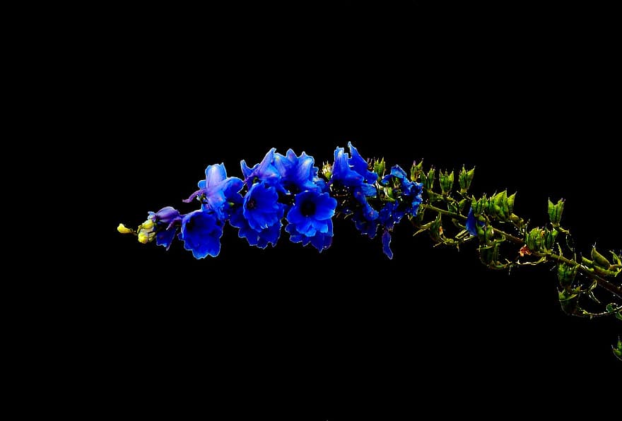 bunga biru, bunga, malai, alam, menanam, flora, taman, musim panas, kelopak, merapatkan