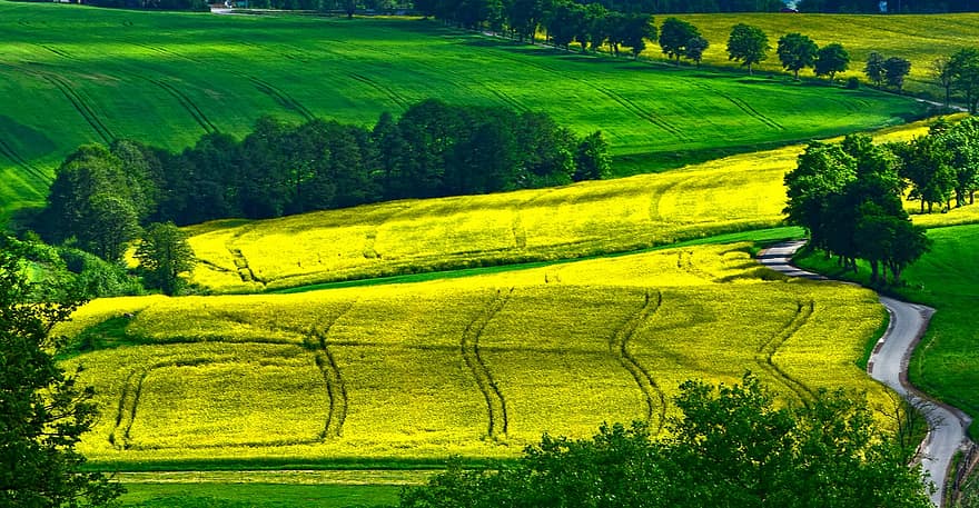 Highway, Way, Field, Rapeseed, Curving, rural scene, farm, landscape, meadow, grass, agriculture