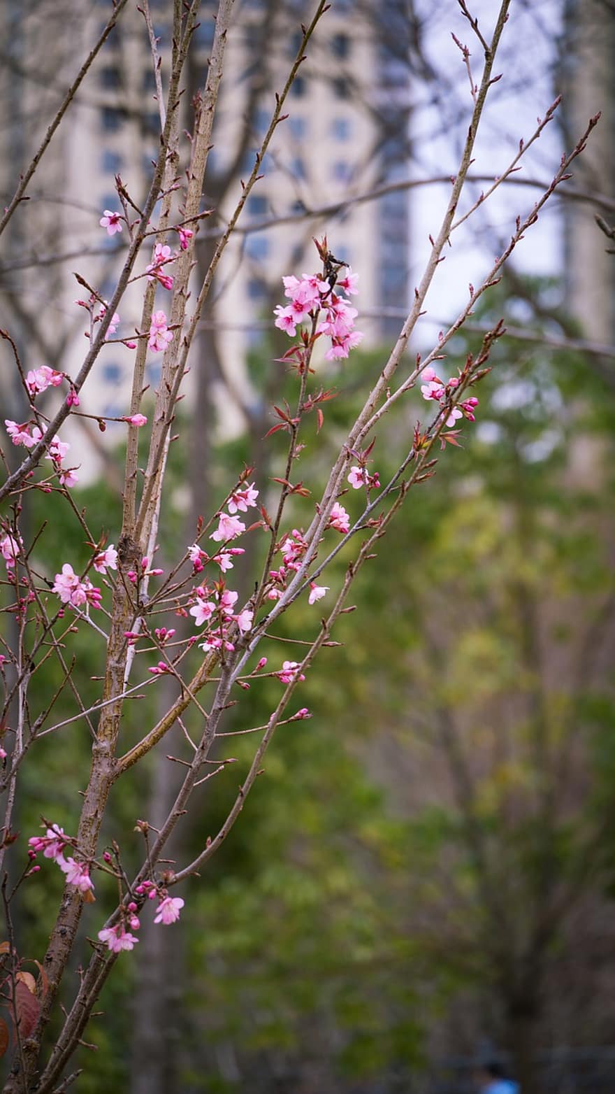 Cherry Blossom, Early Spring, branch, flower, springtime, plant, tree, close-up, leaf, blossom, season