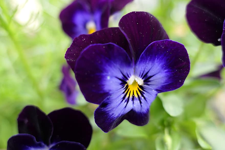 blühen, 400–500, Stiefmütterchen, Natur, Blume, Frühling, Garten, Viola, Blau, Flora, Nahansicht