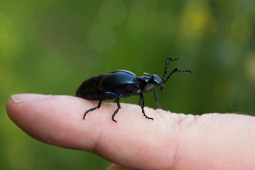 甲虫、昆虫、指、黒い甲虫、動物、生物学、動物の世界