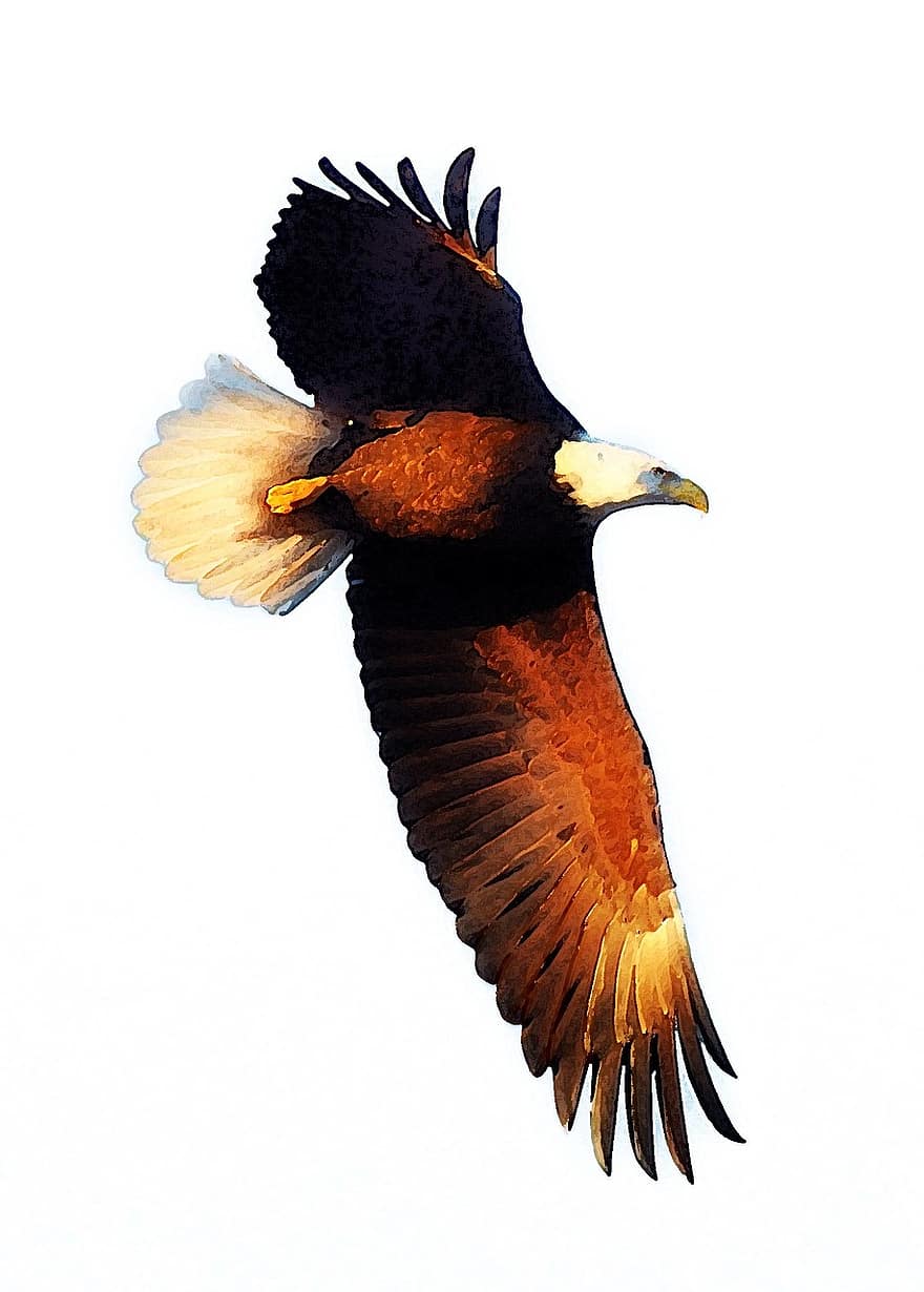 burung rajawali, terbang, efek, margasatwa, terbang elang, Elang botak, penerbangan, simbol, raptor
