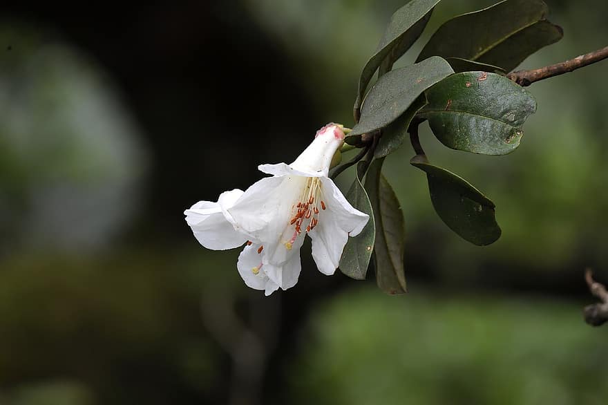 Rododendron Sa Pa, sa pa, detailopname, fabriek, bloem, blad, zomer, versheid, lente, bloemblad, bloemhoofd