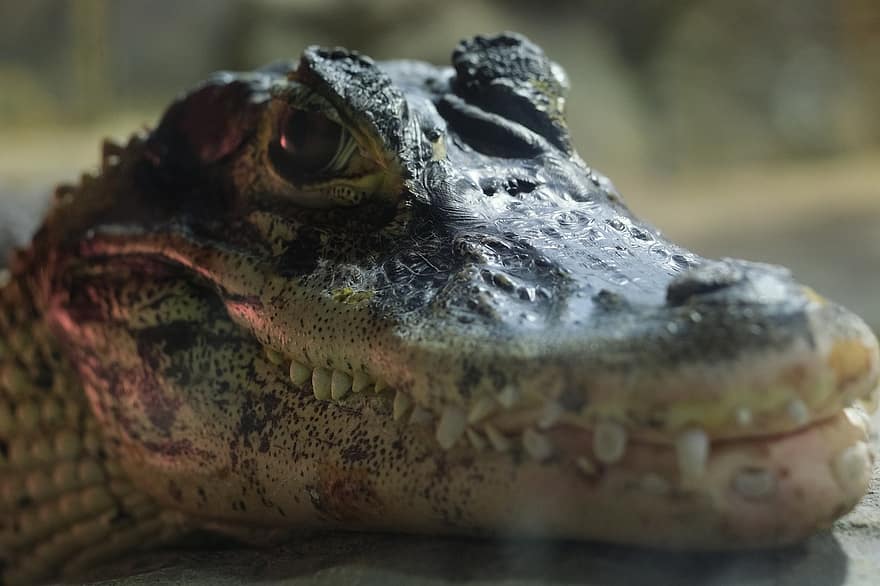 Crocodile, Reptile, Alligator, Predator, Dangerous, Animal, Swamp, Water, Eye, Zoo, Nature