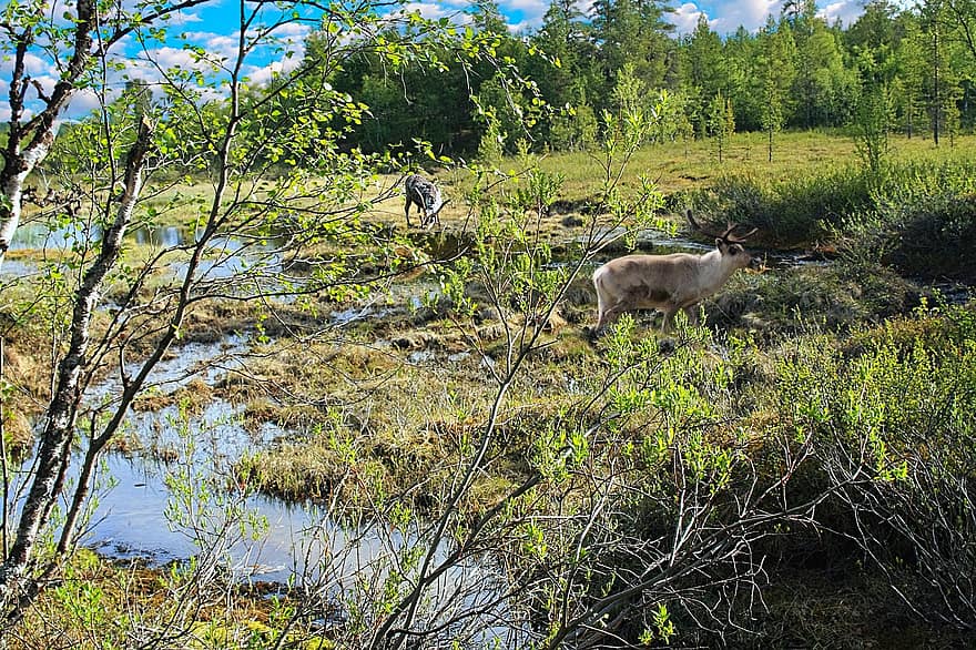 болотный, тундра, Лапландия, северный олень, Финляндия, природа, пейзаж