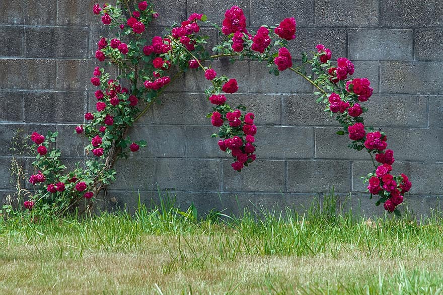 गुलाब के फूल, लाल, फूल, दीवार, हरा, मोहन, Nannapaneni