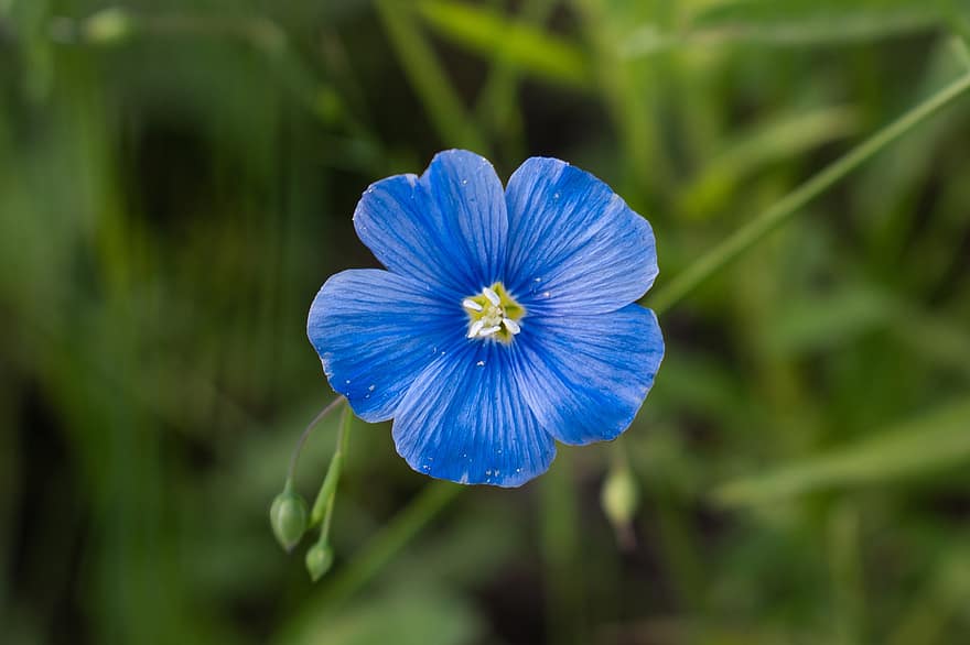 синьо цвете, листенца, сини венчелистчета, разцвет, цвят, флора, природа, растение, диви цветя, цъфтящи растения, единично цвете