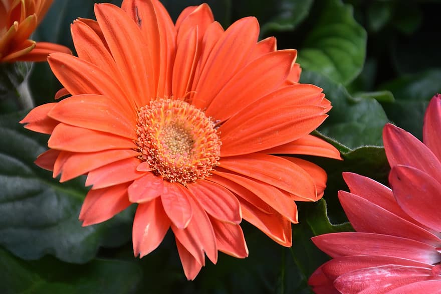 Gerbera, Daisy, Flower, Orange Flower, Petals, Bloom, Plant, Nature, close-up, summer, petal