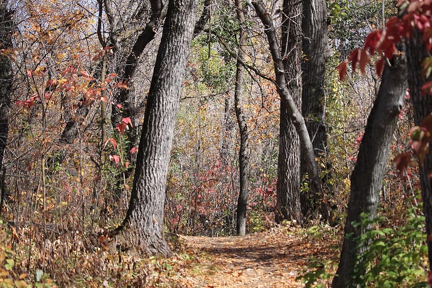 mežs, raksturs, koki, rudenī, kritums, sezonā, lapas, koks, dzeltens, daudzkrāsains, oktobris