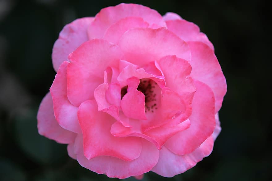 розова роза, цвете, цъфтящ, декоративен, цветен, растение, лято, вечер, природа