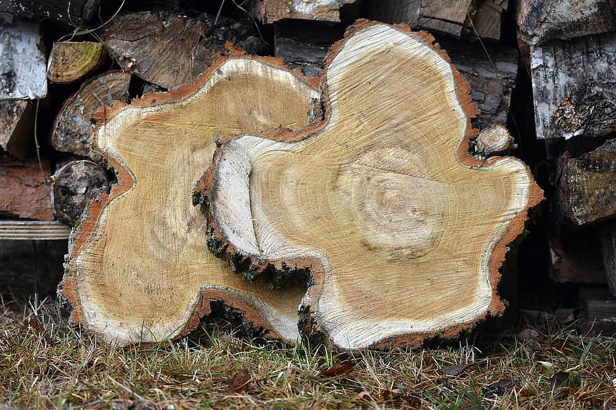 kayu, irisan, tunggul, cincin pertumbuhan, log, ditumpuk, kulit, merapatkan, pohon, hutan, kayu bakar