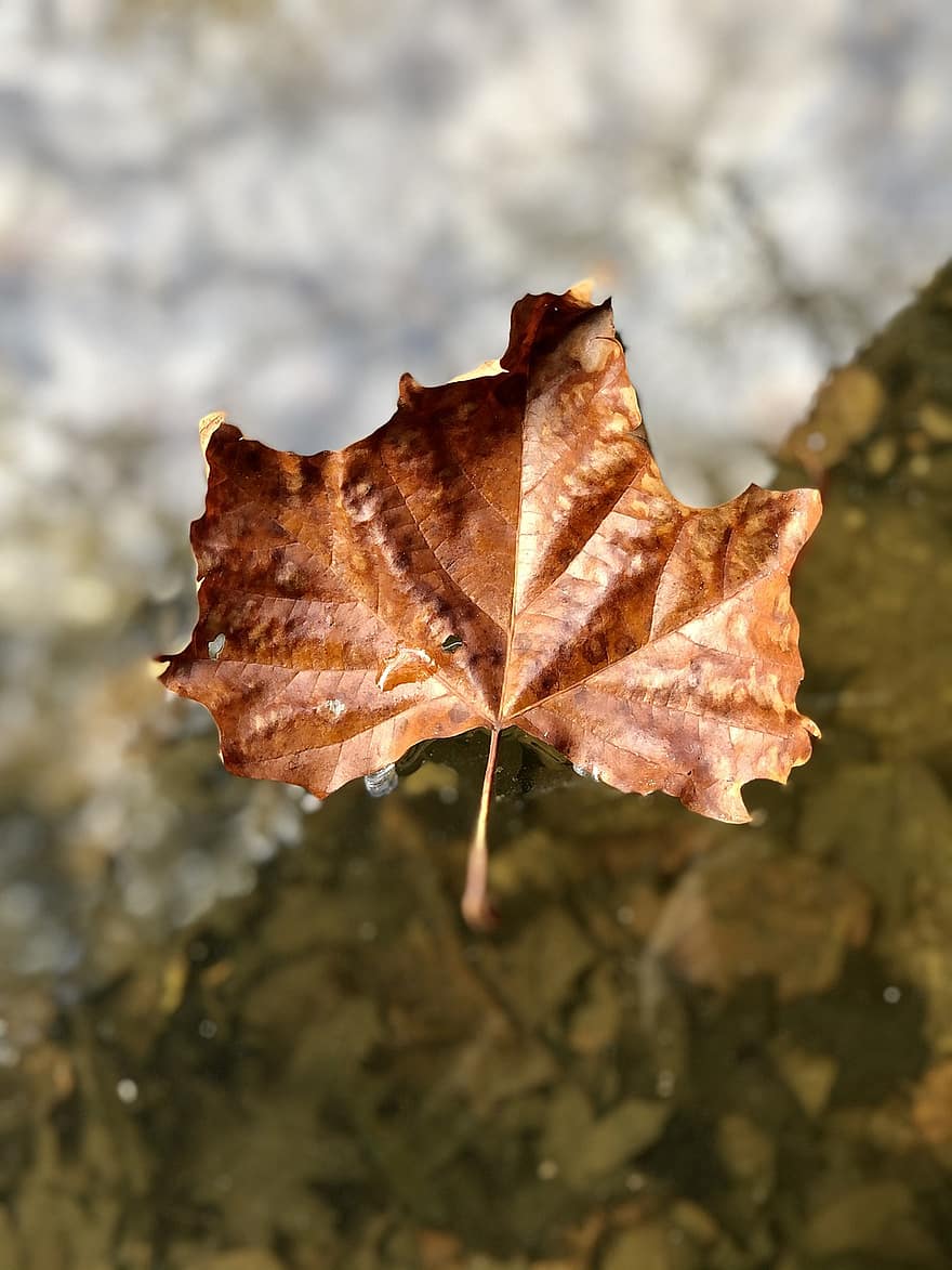 Leaf, Water, Fall, Fallen Leaf, Dried Leaf, Brown Leaf, Autumn, Reflection, Forest, Nature, Closeup