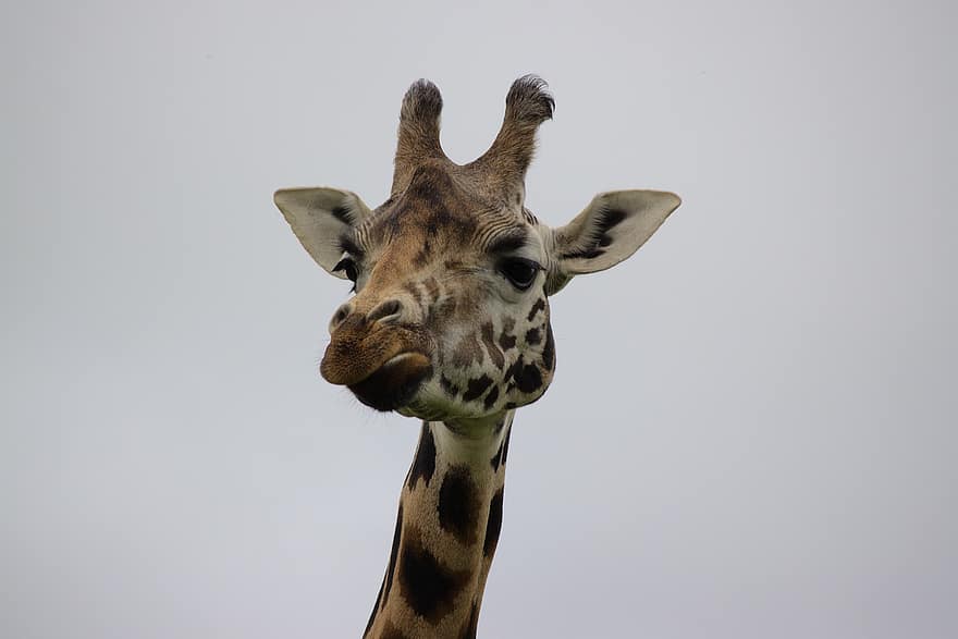 girafa, animal, cabeça, mamífero, animais selvagens, jardim zoológico, natureza, fechar-se