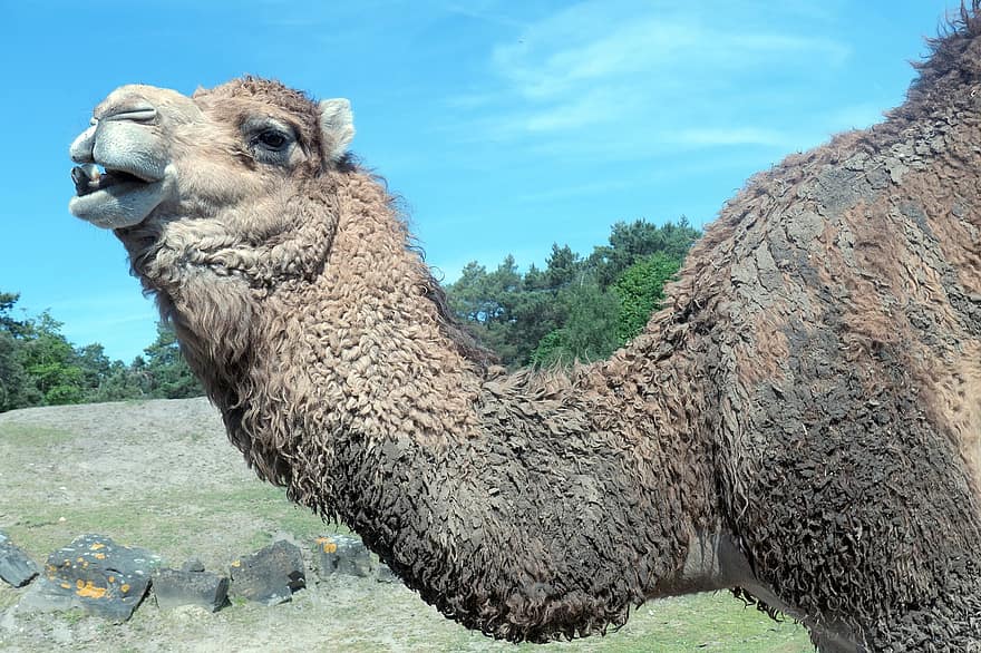 καμήλα, ζώο, αραβική καμήλα, θηλαστικό ζώο, φύση, κεφάλι