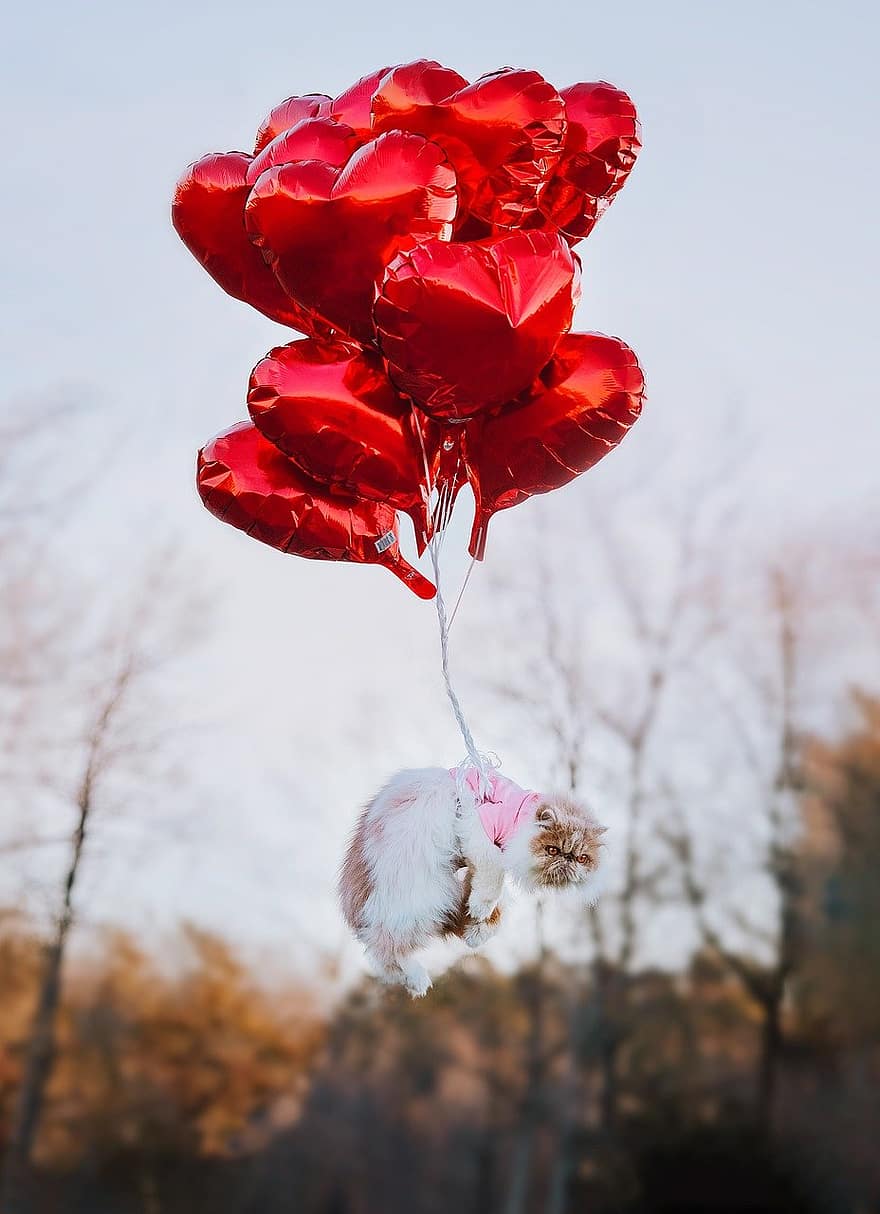 ballonger, hjärta, kärlek, valentine, katt, flytande, fantasi, dröm, höst, djur-, sällskapsdjur