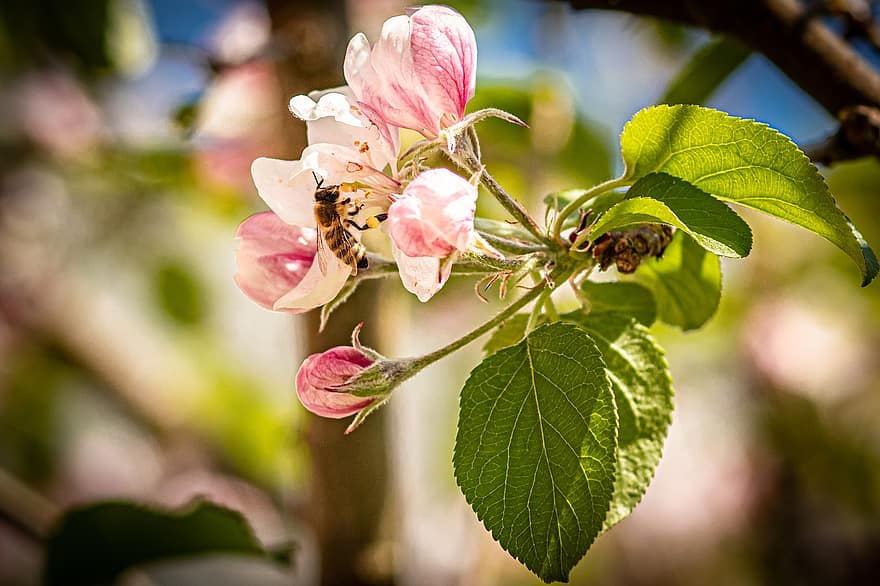 appel bloesem, bloemen, bij, insect, honingbij, bestuiving, de lente, bloemknoppen, bladeren, tak, roze bloemen