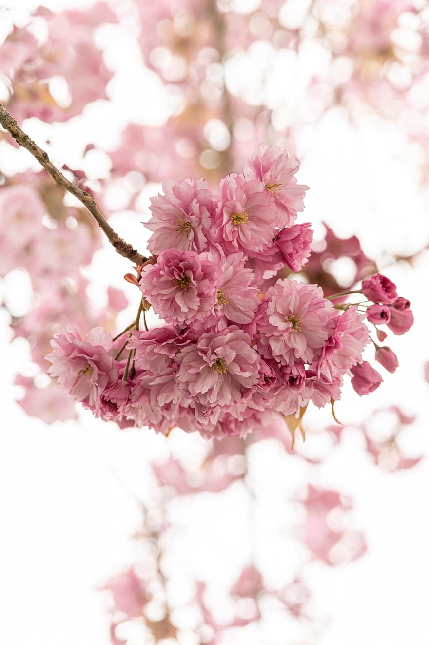 las flores, flor de cerezo, botánica, fondo, flor, floración, primavera, árbol, color rosa, planta, de cerca