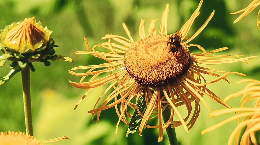 цветя, листенца, пчела, насекомо, крила, буболечка, inula helenium, оман, пчелен мед, природа, разцвет