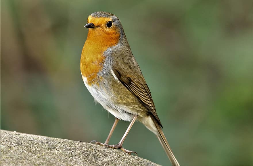 pássaro, robin redbreast, robin, ramo, robin europeu, ave passeriforme, empoleirado, animal, natureza, jardim, animais selvagens