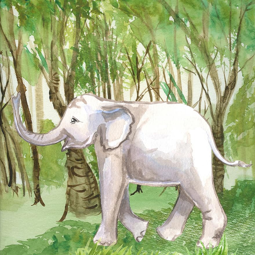 norsu, metsä, akvarelli, vauvan norsu, vasikka, eläin, nisäkäs, villieläin, villieläimet, luonto