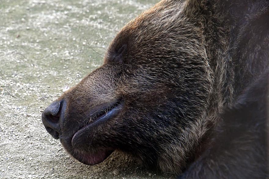 ours, gros, visage, dormir, ours brun, en train de dormir, repos, En hibernation, hiberner, mammifère