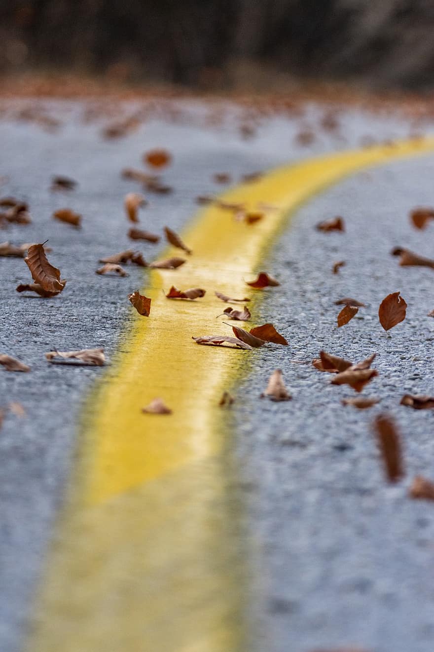 blade, løv, vej, asfalt, efterår, morgen