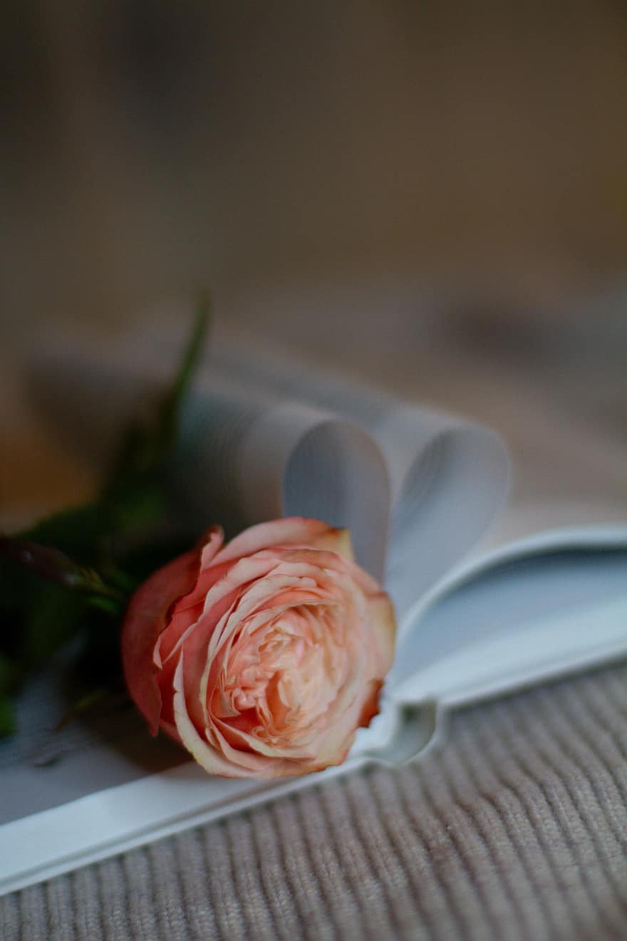 Róża, kwiat, książka, Walentynki, prezent, Edukacja, romans, zbliżenie, miłość, świeżość, stół