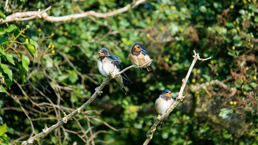 Barn Swallow, Chicks, Young Birds, Waiting, Feeding, Summer