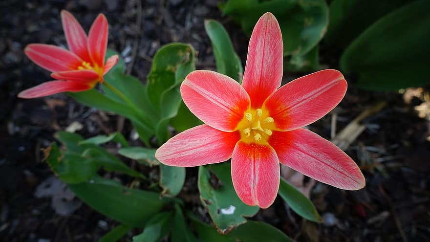 tulipán, květ, rostlina, okvětní lístky, květy, flóra, jaro, Příroda