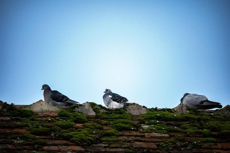 les pigeons, des oiseaux, animal, faune, plumage, toit, perché, la nature, bleu, le bec, animaux à l'état sauvage