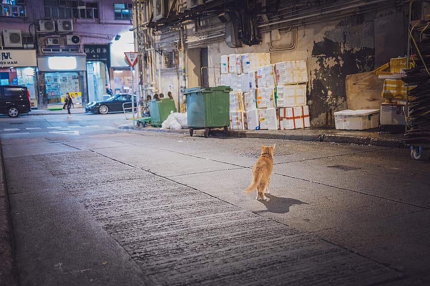 кошка, кошачий, бездомный, животное, улица, в одиночестве