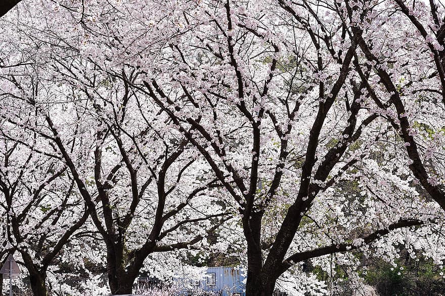 flores de cerejeira, flor, Primavera, Flor de abril, Coréia, botânica, sazonal, primavera, árvore, Flor de cerejeira, ramo