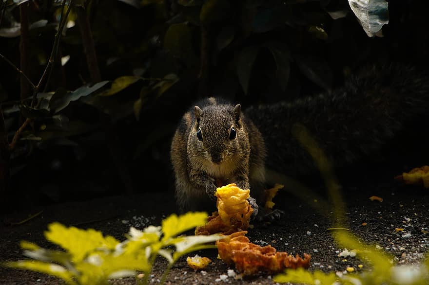 다람쥐, 손바닥 다람쥐, 모피, 생물, 포유 동물, 먹기, 야생 생물, 귀엽다, 자연, 3 줄무늬