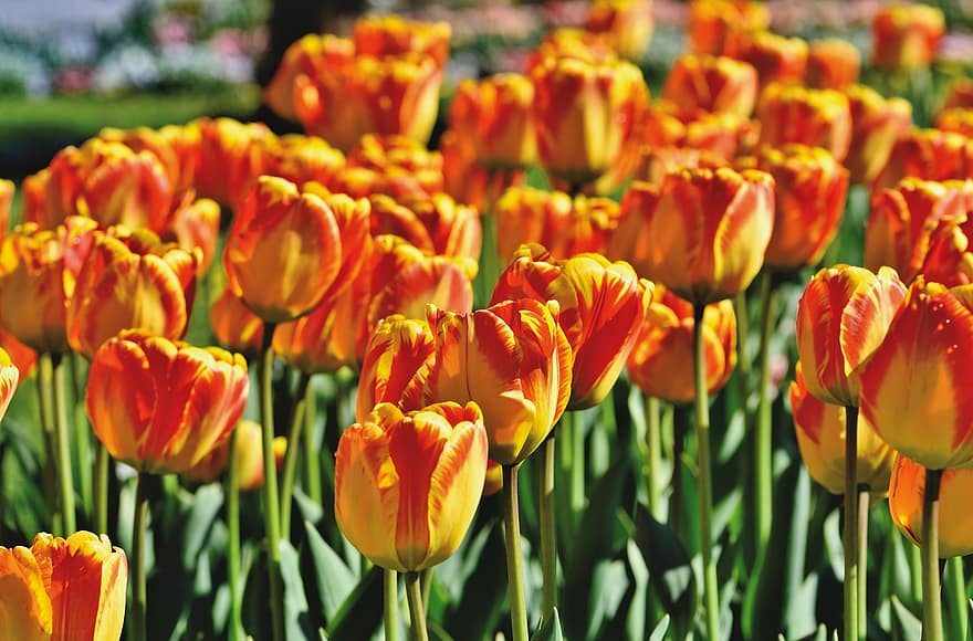 тюльпани, квіти, помаранчеві тюльпани, помаранчеві квіти, цвітіння, пелюстки, тюльпанове поле, поле квітів, весняні квіти, весна