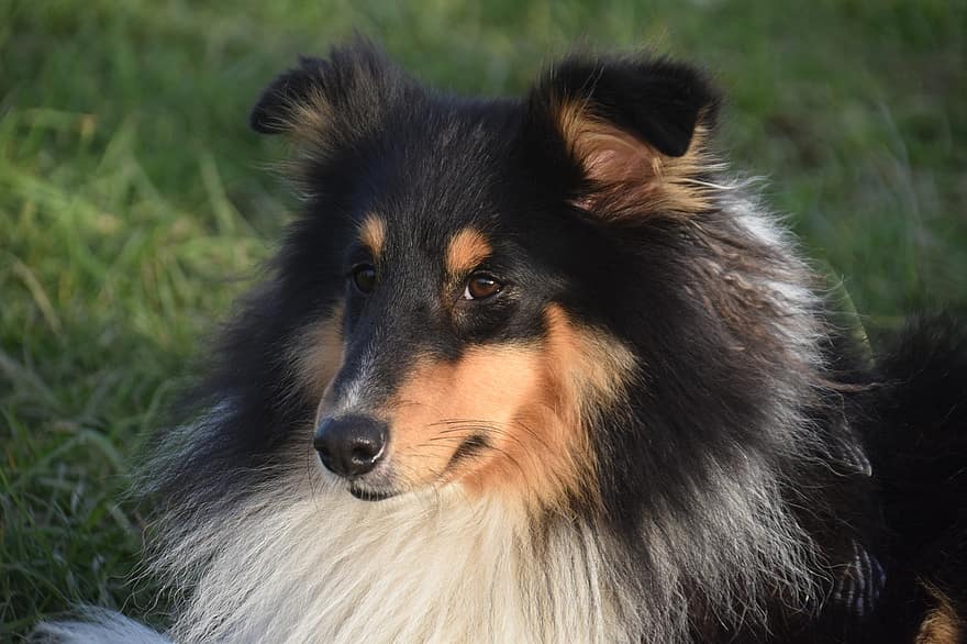 gos, gos pastor de Shetland, caní, Shetland sheepdog tricolor, animal, Shetland Sheepdog Tricotin, raça de gos, pastoratge de gossos, mamífer