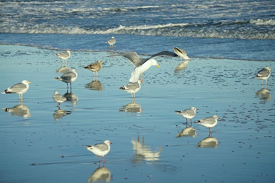 madarak, sirályok, strand, tenger, madártan, vízi madarak, fauna, tengerpart, sirály, repülő, víz