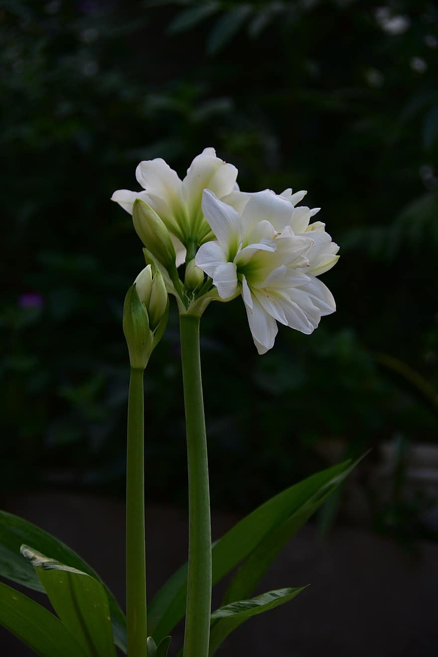 lily lembah, putih, bunga, bagus