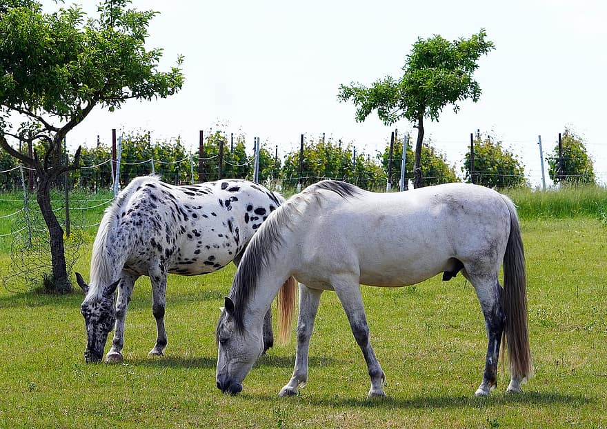 cavalls, animals, vida salvatge, de nou, prat, pati de la granja, granja, herba, escena rural, cavall, pastures