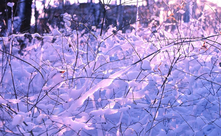 hiver, neige, gel, branches