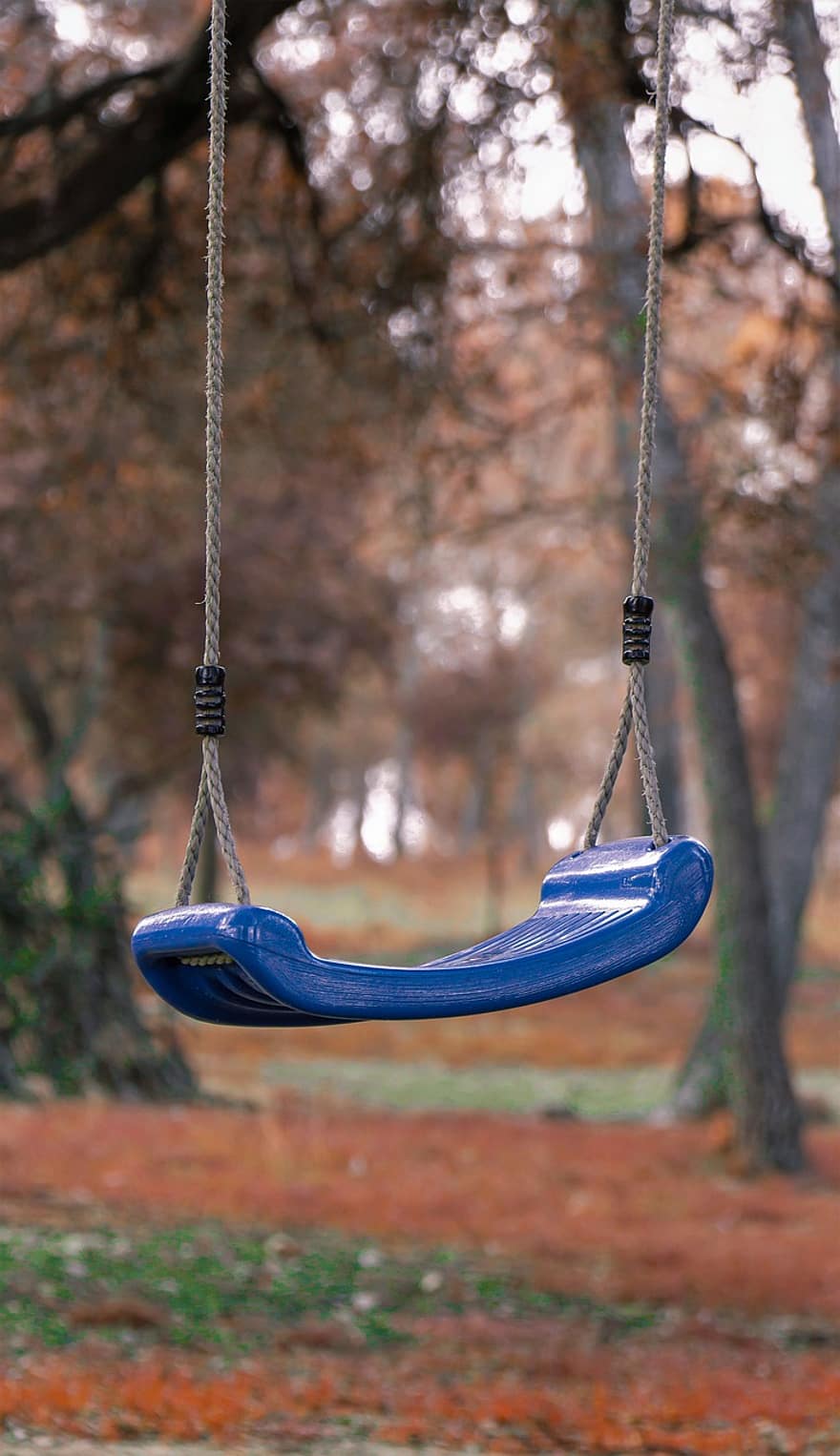 swing, bosc, pati, parc, tardor, nens, Joc Infantil, arbres, aire lliure, saludable, nen