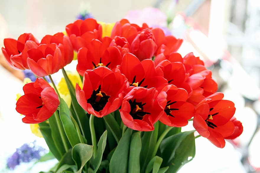 blomster, tulipaner, flor, dekoration, forår, sæson-, blomstre, buket, flora, kronblade, plante