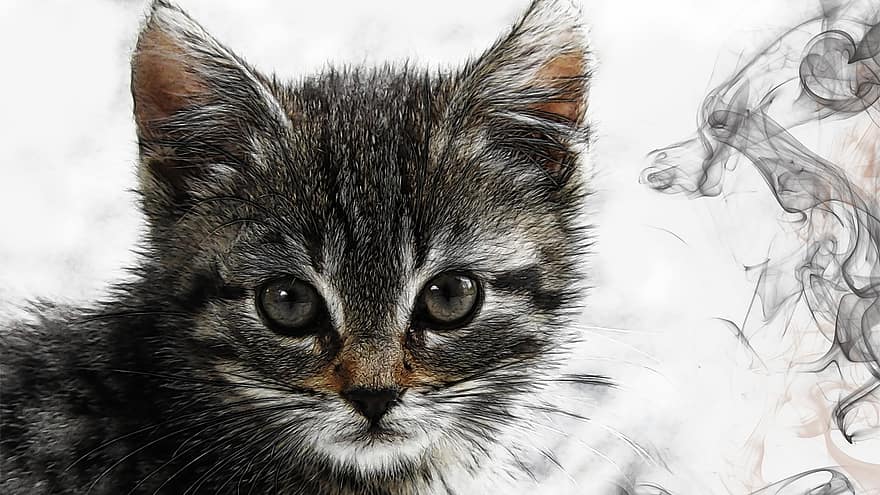 Cat, Drawing, Pet, Art, Artistic, Kitten, Head, Feline, Fur, Animal World, Cute