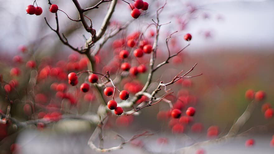 Fruit, Red, Branches, Bokeh, Flora, Plant, Tree
