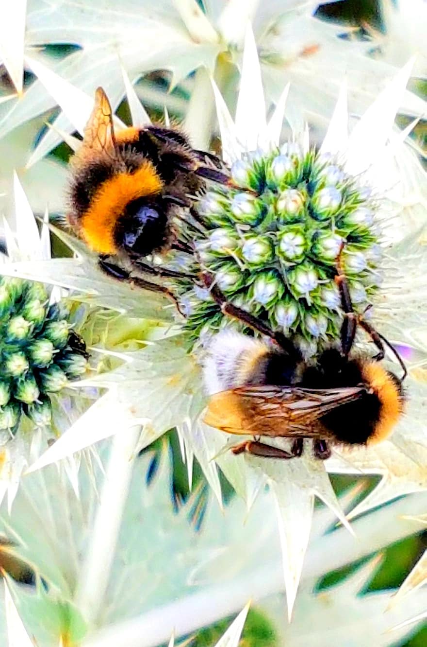 цвете, земна пчела, опрашване, пчели, насекомо, разцвет, цвят