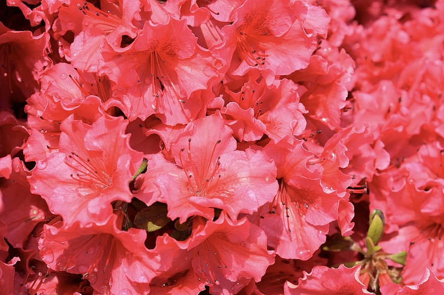 flores de rododendro, color rosa rododendro, plantas, floraciones de primavera, flora, naturaleza, botánica, floración